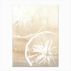 Sand Dollars 1 Canvas Print