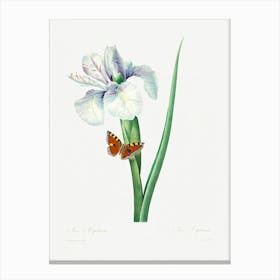 Spanish Iris, Pierre Joseph Redoute (2) Canvas Print