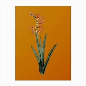 Vintage Antholyza Aethiopica Botanical on Sunset Orange n.0301 Canvas Print