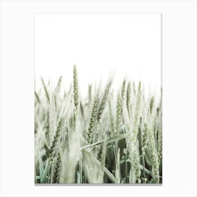 Wheat Field Canvas Print