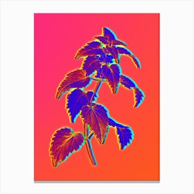 Neon White Dead Nettle Plant Botanical in Hot Pink and Electric Blue n.0296 Canvas Print
