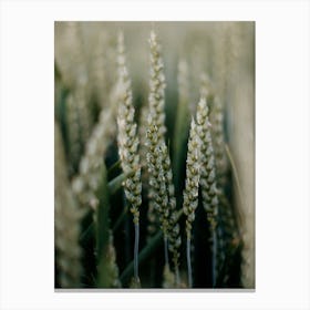 Wheat In The Field Colorful travel Photography Canvas Print