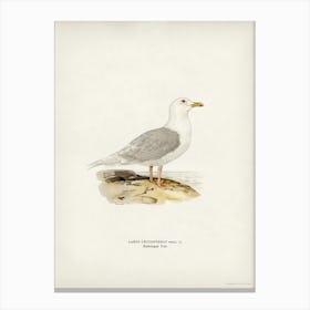 Larus Leucopterus, The Von Wright Brothers Canvas Print