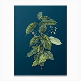 Vintage Broadleaf Spindle Botanical Art on Teal Blue n.0013 Canvas Print