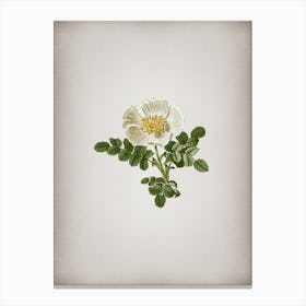 Vintage White Burnet Rose Botanical on Parchment n.0484 Canvas Print