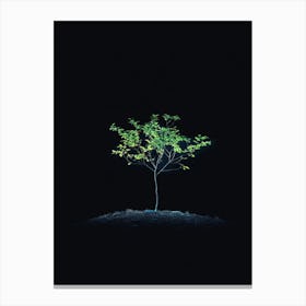 Tree In The Dark 3 Canvas Print