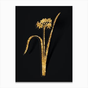 Vintage Cowslip Cupped Daffodil Botanical in Gold on Black n.0323 Canvas Print