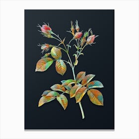 Vintage Evrat's Rose with Crimson Buds Botanical Watercolor Illustration on Dark Teal Blue n.0342 Canvas Print