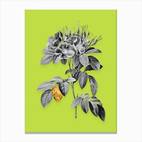 Vintage Pasture Rose Black and White Gold Leaf Floral Art on Chartreuse n.0963 Canvas Print