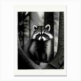 Forest Raccoon Vintage Photography 2 Canvas Print