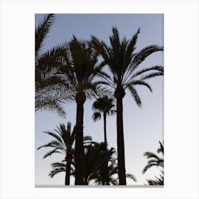 Alicante Palm Trees Canvas Print