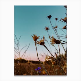 Wildflowers At Dusk Canvas Print