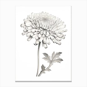 Chrysanthemums Flower Vintage Botanical 0 Canvas Print