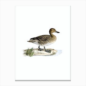 Vintage Northern Pintail Duck Bird Illustration on Pure White n.0136 Canvas Print