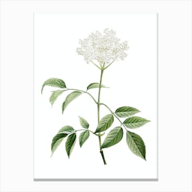 Vintage Elderflower Tree Botanical Illustration on Pure White n.0186 Canvas Print