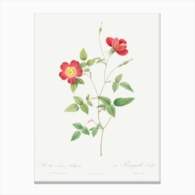 Rose Indica Stelligera, Pierre Joseph Redoute Canvas Print