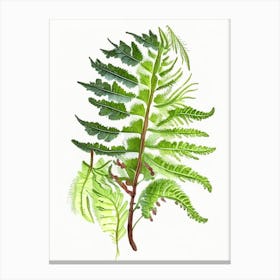 Northern Lady Fern Wildflower Watercolour 2 Canvas Print