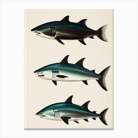 Mako Shark Vintage Poster Canvas Print