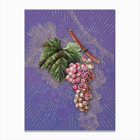 Vintage Grape Vine Botanical Illustration on Veri Peri n.0653 Canvas Print
