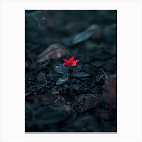 Single Red Flower 11 Canvas Print