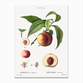 Peaches, Pierre Joseph Redoute 1 Canvas Print
