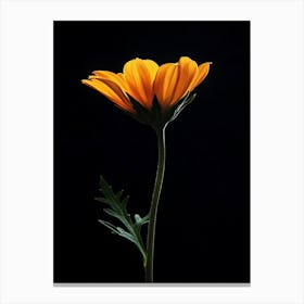 Single Orange Flower 10 Canvas Print