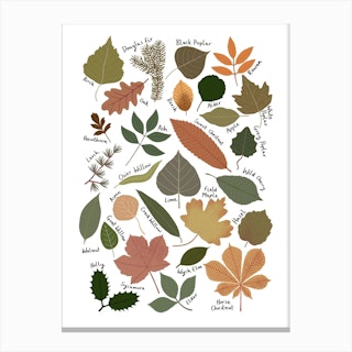 Leaf Chart Canvas Print