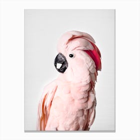Pink Cockatoo Canvas Print