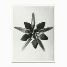 Milkweed Flower (1928), Karl Blossfeldt Canvas Print