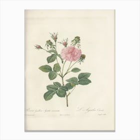 Rose Illustration, Pierre Joseph Redoute, Pierre Joseph Redoute(139) Canvas Print