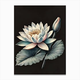 Waterlily Canvas Print