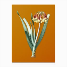 Vintage Knysna Lily Botanical on Sunset Orange Canvas Print