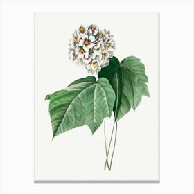 Dombeya Amelia, Pierre Joseph Redouté Canvas Print