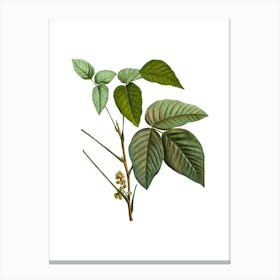 Vintage Eastern Poison Ivy Botanical Illustration on Pure White n.0420 Canvas Print