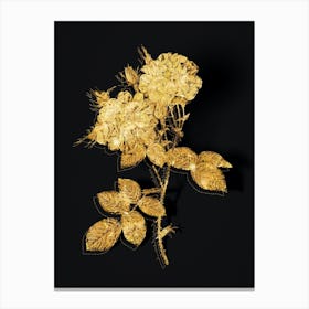Vintage White Damask Rose Botanical in Gold on Black n.0078 Canvas Print