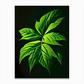 Snakeroot Leaf Vibrant Inspired 2 Canvas Print