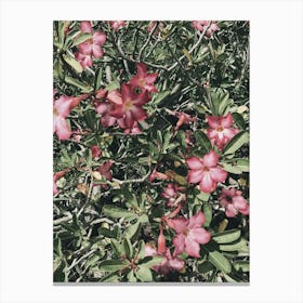 Pink Flowers Canvas Print