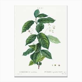 Broadleaf Spindle, Pierre Joseph Redoute Canvas Print