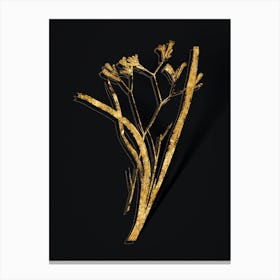 Vintage Anigozanthos Flavida Botanical in Gold on Black n.0506 Canvas Print