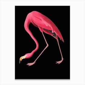 Flamingo Black Illustration Vintage Pop Canvas Print