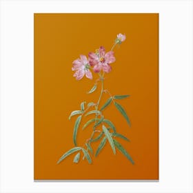 Vintage Peach Leaved Rose Botanical on Sunset Orange n.0252 Canvas Print