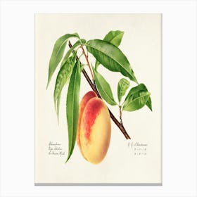 Peach 2 Canvas Print