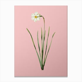 Vintage Narcissus Poeticus Botanical on Soft Pink n.0602 Canvas Print