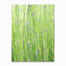 Botanical spring green bamboo - summer nature and Japan travel photography by Christa Stroo Photography Canvas Print