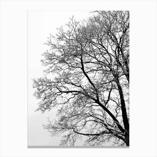 Black And White Abstract Winter Tree Canvas Print