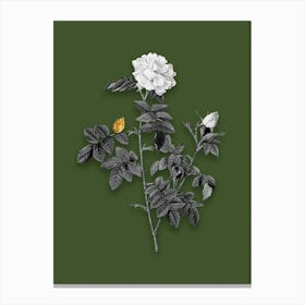 Vintage Pink Rosebush Black and White Gold Leaf Floral Art on Olive Green n.1088 Canvas Print