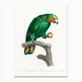 The Orange Winged Amazon, From Natural History Of Parrots, Francois Levaillant Canvas Print