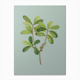 Vintage Northern Bayberry Botanical Art on Mint Green Canvas Print