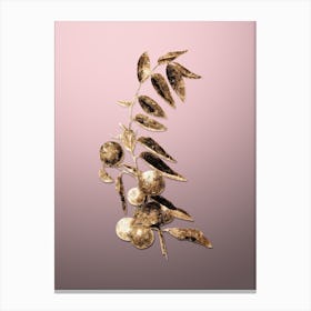 Gold Botanical Chinese Jujube on Rose Quartz n.2587 Canvas Print