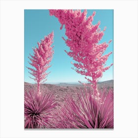 Pink Yucca Cactus Plants In Joshua Tree Canvas Print